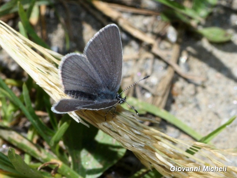 Cupido minimus? S